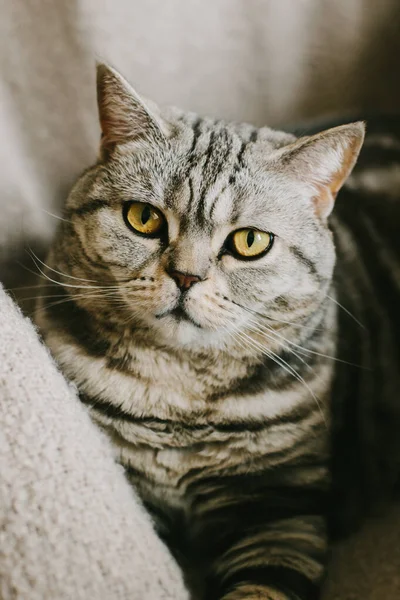 Retrato Gato Gracioso Raza Straight Escocesa Sentado Una Silla Gato — Foto de Stock