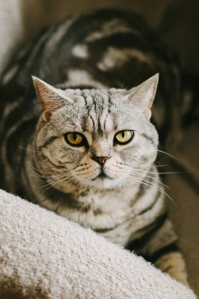 Portrét Legračního Kocoura Skotského Plemene Straight Sedícího Křesle Tabby Grey — Stock fotografie