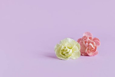 Beautiful flowers of Carnation on a violet pastel background. Place for text.