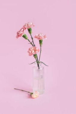 Tender carnation flowers  in a glass vase on pastel pink background.  Place for text. 