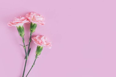 Pastel pembe arka planda yumuşak karanfil çiçekleri. Metin için yer. 
