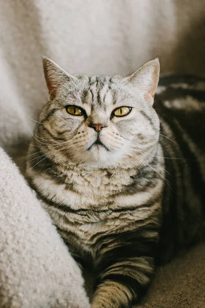Retrato Gato Gracioso Raza Straight Escocesa Sentado Una Silla Gato — Foto de Stock