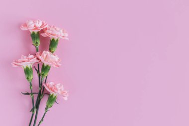 Pastel pembe arka planda yumuşak karanfil çiçekleri. Metin için yer. 