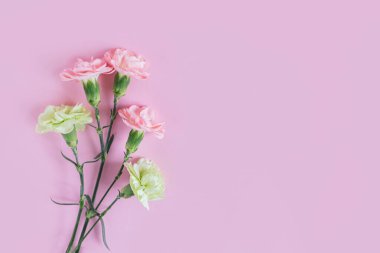 Pastel pembe arka planda yumuşak karanfil çiçekleri. Metin için yer. 