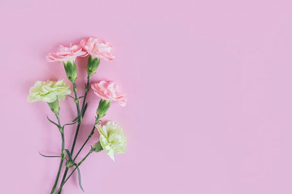 淡いカーネーションの花をパステルピンクの背景に咲かせます テキストの場所 — ストック写真