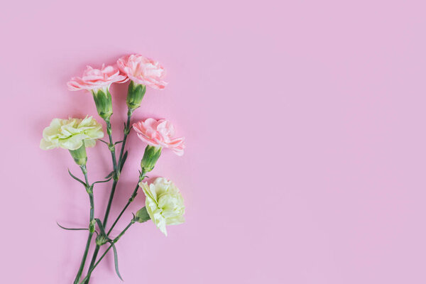 Tender carnation flowers on pastel pink background.  Place for text. 