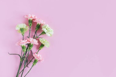 Pastel pembe arka planda yumuşak karanfil çiçekleri. Metin için yer. 