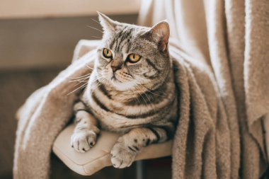 Sandalyede oturan komik bir kedinin (İskoç Heteroseksüel) portresi. Tekir gri kedi.