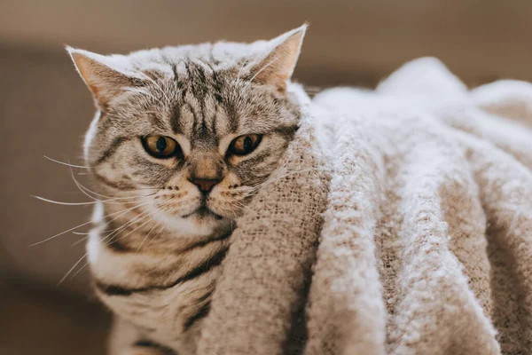 Portrait Funny Cat Scottish Straight Breed Sitting Chair Tabby Grey — Stock Photo, Image