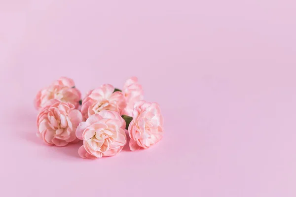 Flores Tiernas Clavel Sobre Fondo Rosa Pastel Lugar Para Texto — Foto de Stock