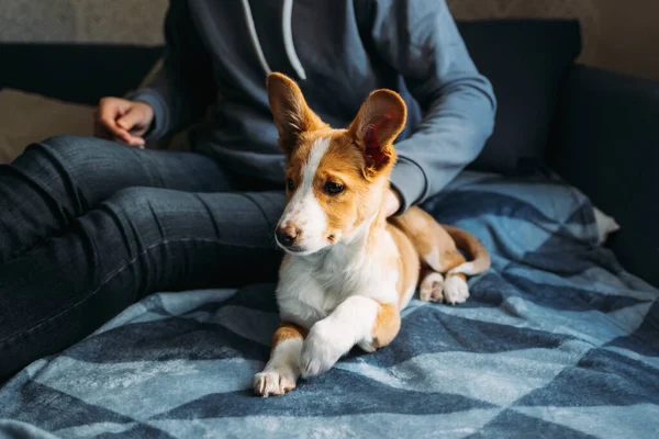 Cãozinho Adorável Deitado Cobertor Azul Com Proprietário Retrato Cãozinho — Fotografia de Stock