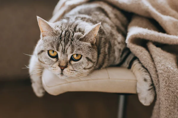 Portrait Funny Cat Scottish Straight Breed Sitting Chair Tabby Grey — Stock Photo, Image