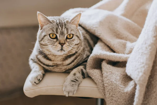 Retrato Gato Gracioso Raza Straight Escocesa Sentado Una Silla Gato — Foto de Stock