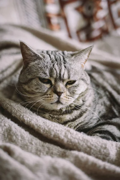 椅子に座っている面白い猫 スコットランドストレート品種 の肖像画 タビーグレーの猫 — ストック写真