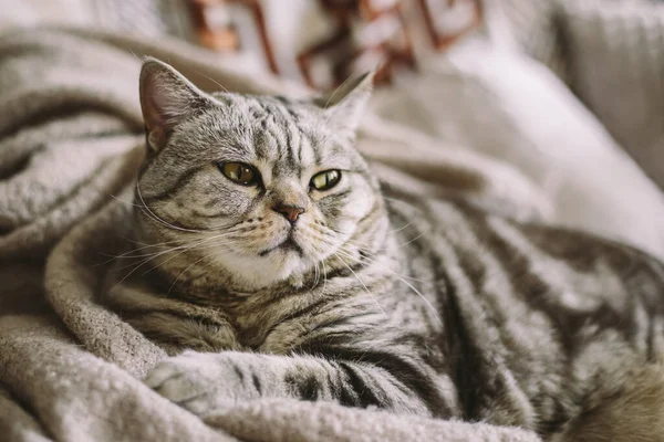 Portrait Funny Cat Scottish Straight Breed Sitting Chair Tabby Grey — Stock Photo, Image