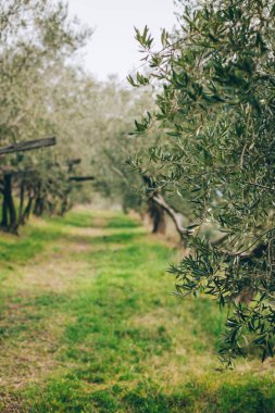 Bahar bahçesindeki güzel zeytin ağaçları. Muhteşem zeytin bahçesi.