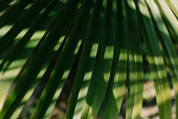 Suddiga Palmblad Solljus Sommarbakgrund Selektiv Inriktning — Stockfoto