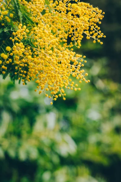 Vackra Gula Mimosa Blommor Vårträdgård Selektiv Inriktning — Stockfoto