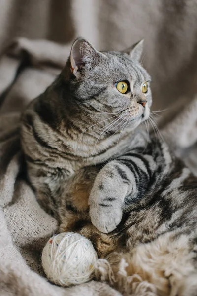 Fluffy Cat Scottish Stright Breed Laying Blanket Tabby Grey Cat — Stock Photo, Image