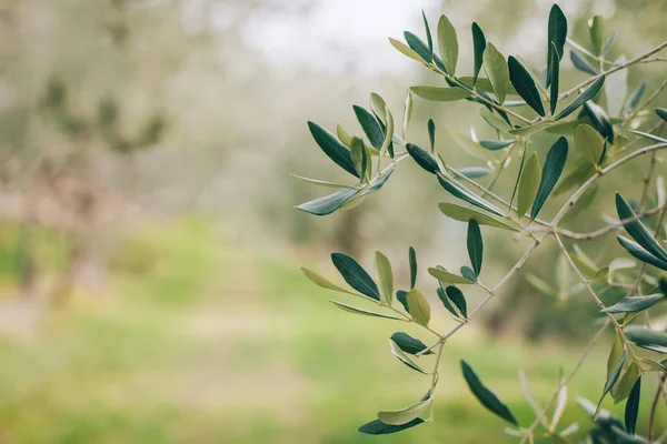 Fresh Branches Olive Tree Spring Garden Selective Focus Place Text — Stock Photo, Image