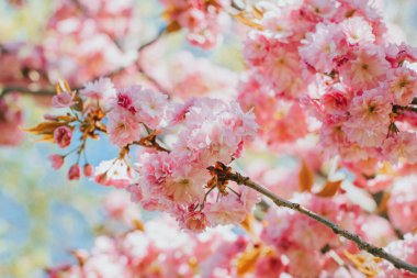 Sakura ağacında harika pembe kiraz çiçekleri. Mavi gökyüzü.
