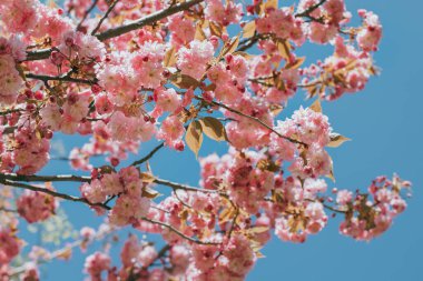 Sakura ağacında harika pembe kiraz çiçekleri. Mavi gökyüzü.