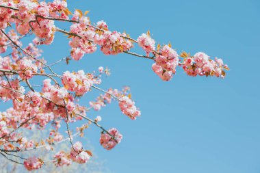 Sakura ağacında harika pembe kiraz çiçekleri. Mavi gökyüzü.