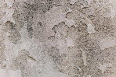 Craquelure ile gri rustik doku arka plan. Monokrom.