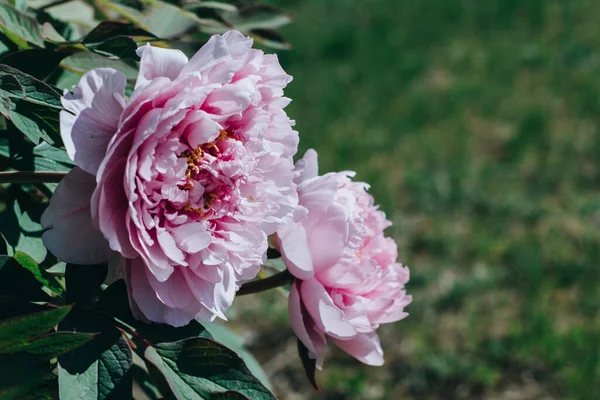 Beautiful Pink Pastel Peony Flowers Garden Selective Focus — Stock Photo, Image