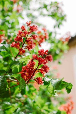 Bahar şehrinde güzel pembe kestane çiçekleri. Seçici odak.