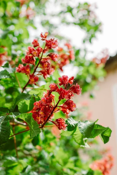 Bahar şehrinde güzel pembe kestane çiçekleri. Seçici odak.