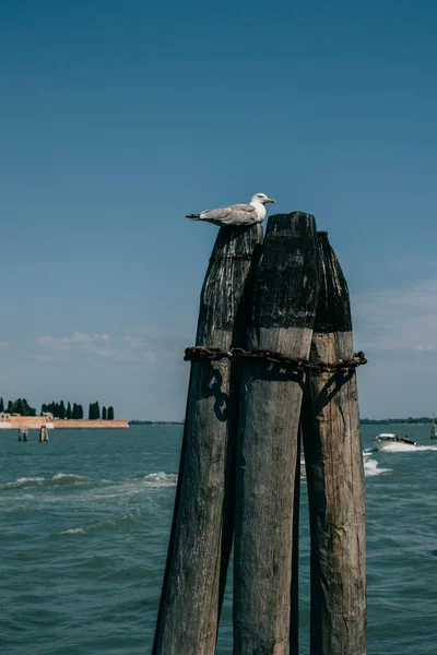 Gaviota Sentada Muelle Vista Panorámica Ciudad Vieja Venecia Destino Viaje —  Fotos de Stock