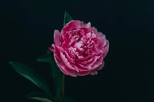 Bujor Roz Frumos Fundal Întunecat Locul Pentru Text — Fotografie, imagine de stoc
