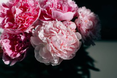 Koyu arkaplanda güzel pembe şakayıklar. Metin için yer.