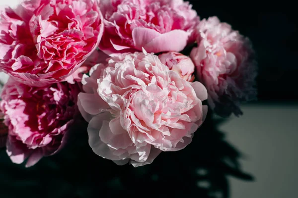 Koyu arkaplanda güzel pembe şakayıklar. Metin için yer.