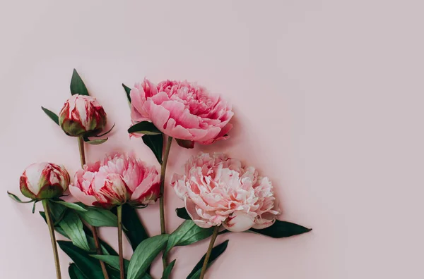 Pembe renkli arka planda güzel pembe şakayıklar. Mesaj için yer. Düz yatıyordu.