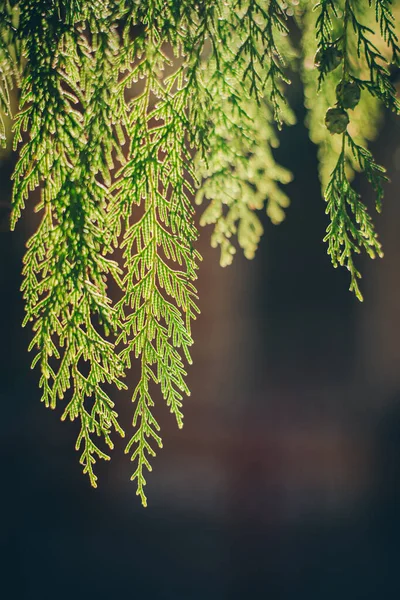 Jonge Groene Takken Van Thuja Een Zonlicht Selectieve Focus Plaats — Stockfoto