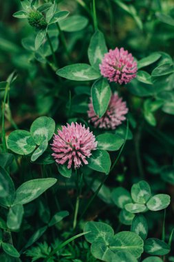 Yaz otlağındaki güzel pembe yonca çiçekleri. Seçici odak.