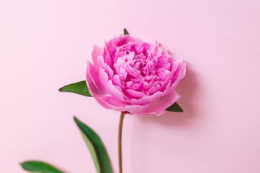 Pembe renkli arka planda güzel pembe bir şakayık. Mesaj için yer. Düz yatıyordu.