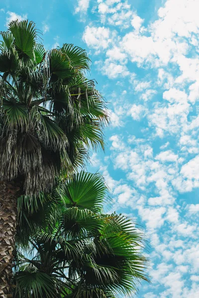 棕榈叶在美丽的乌云蓝天中生长 夏天的背景有选择的重点 — 图库照片