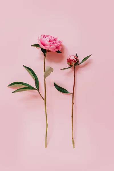 Pembe renkli arka planda güzel pembe şakayıklar. Mesaj için yer. Düz yatıyordu.