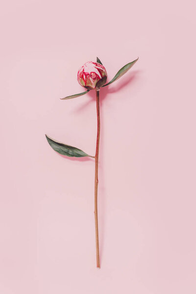 Beautiful pink peony on a pink pastel background. Place for text. Flat lay.