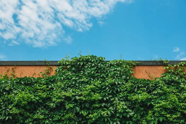 Yeşil Yapraklı Duvar Güzel Mavi Bulutlu Gökyüzü Arkaplan Fotoğraf Dokusu — Stok fotoğraf