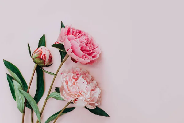 Beautiful pink peonies on a pink pastel background. Place for text. Flat lay.