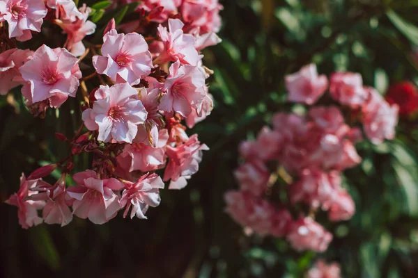 Beautiful Pink Oleander Flowers Summer Street Selective Focus Place Text — Stock Photo, Image