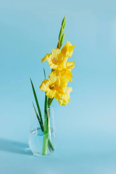 Beautiful Yellow Gladiolus Flower Vase Blue Background Place Text Fotos De Stock Sin Royalties Gratis