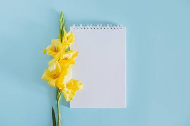 Beautiful yellow Gladiolus flower and a notebook with blank page on a blue background. Place for text.