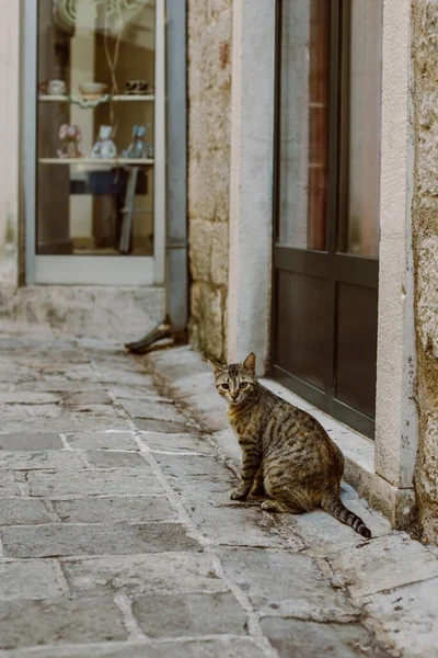Cute Tabby Grey Cat Street Budva Old Town Montenegro Portrait — Foto Stock