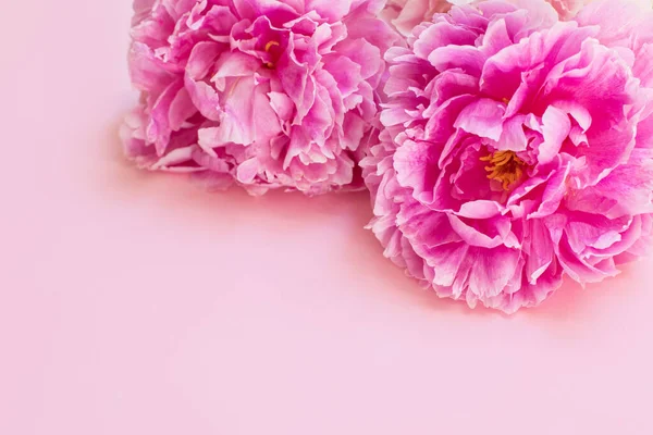 Beautiful Bouquet Pink Pastel Peony Flowers Close Place Text — Foto de Stock