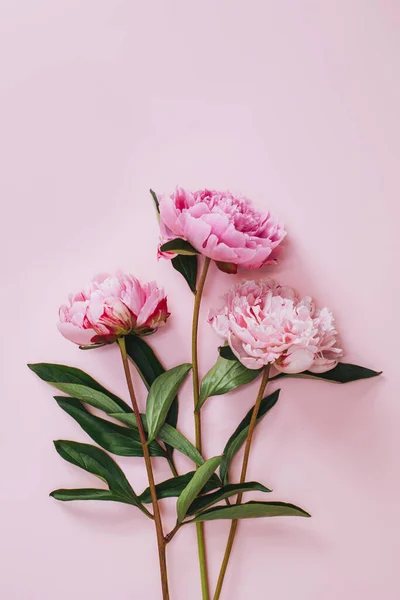 Beautiful pink peonies on a pink pastel background. Flat lay.